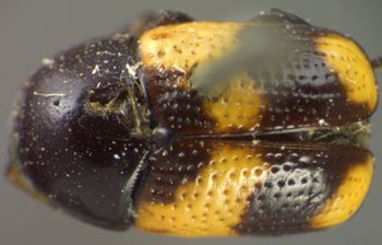 Media type: image;   Entomology 8402 Aspect: habitus dorsal view